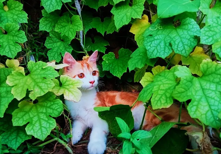 Persian cat — photo 2