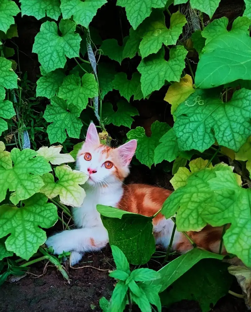 Persian cat — photo 3