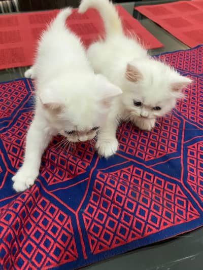 Persian baby