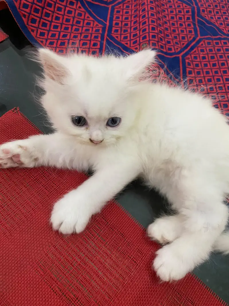 Persian baby — photo 2