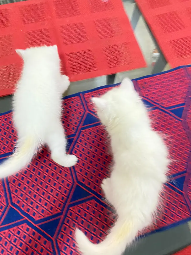 Persian baby — photo 3