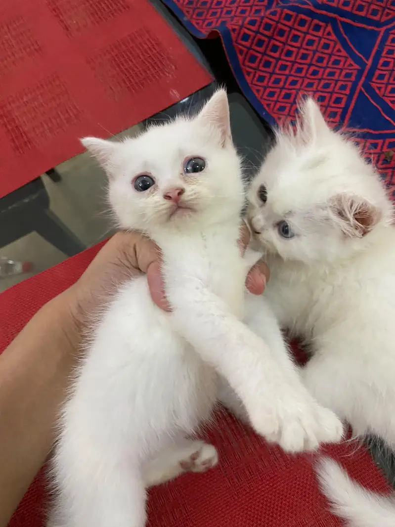 Persian baby — photo 4