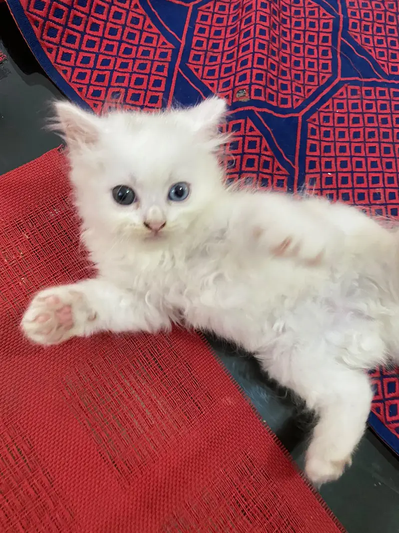 Persian baby — photo 5