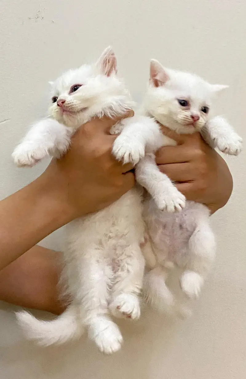 Persian baby — photo 6