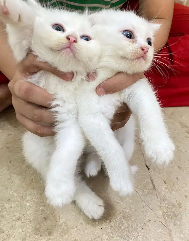 Persian baby — photo 7