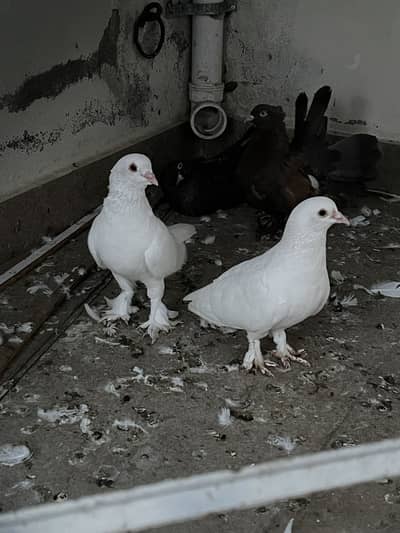 White pamoz breeder pairs