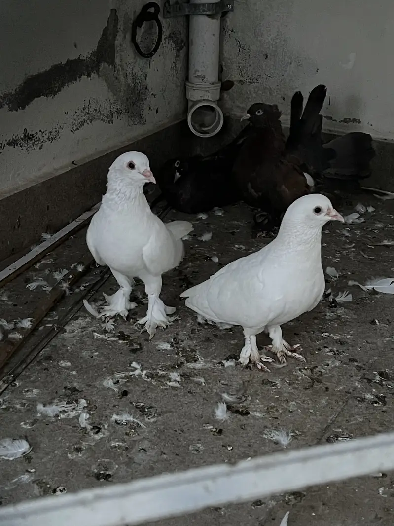 White pamoz breeder pairs