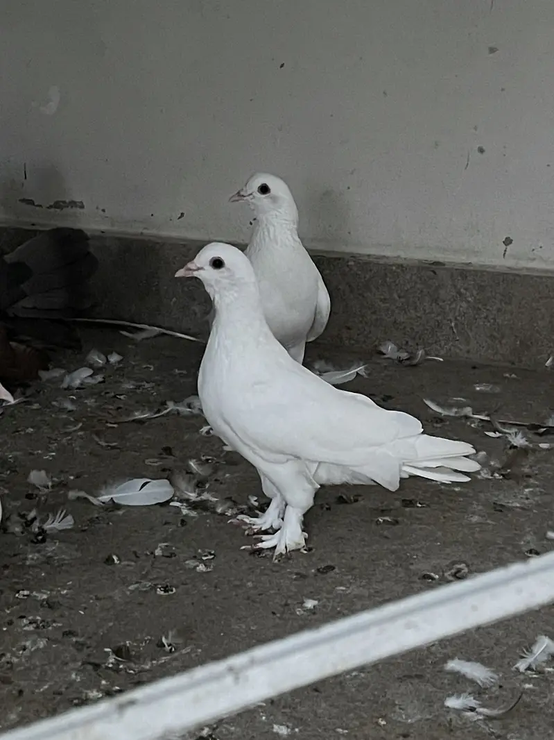White pamoz breeder pairs — photo 2