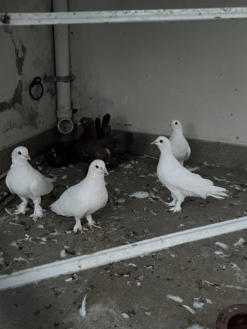 White pamoz breeder pairs — photo 3