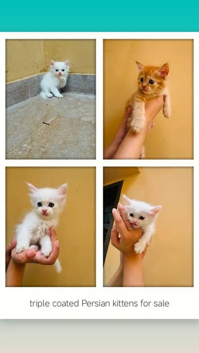 Tipple Coated Persion kittens
