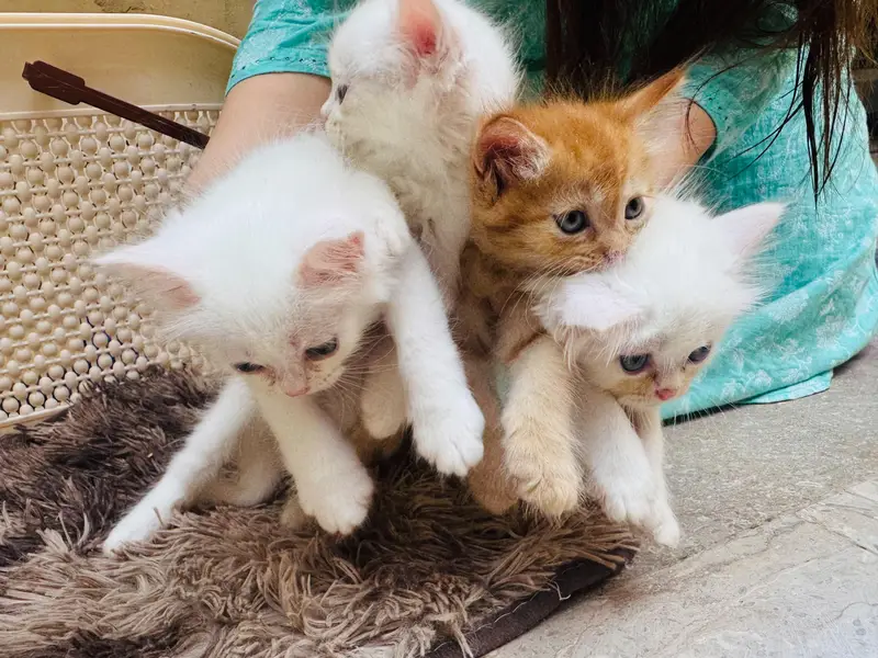 Tipple Coated Persion kittens — photo 2