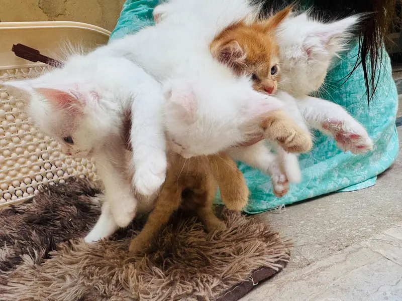 Tipple Coated Persion kittens — photo 4