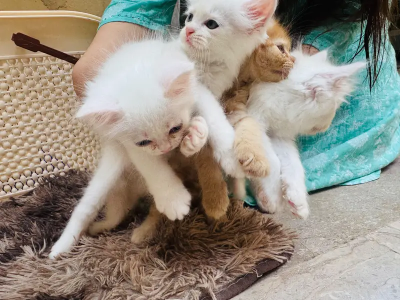 Tipple Coated Persion kittens — photo 6