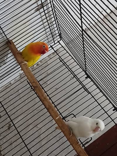 love birds pair