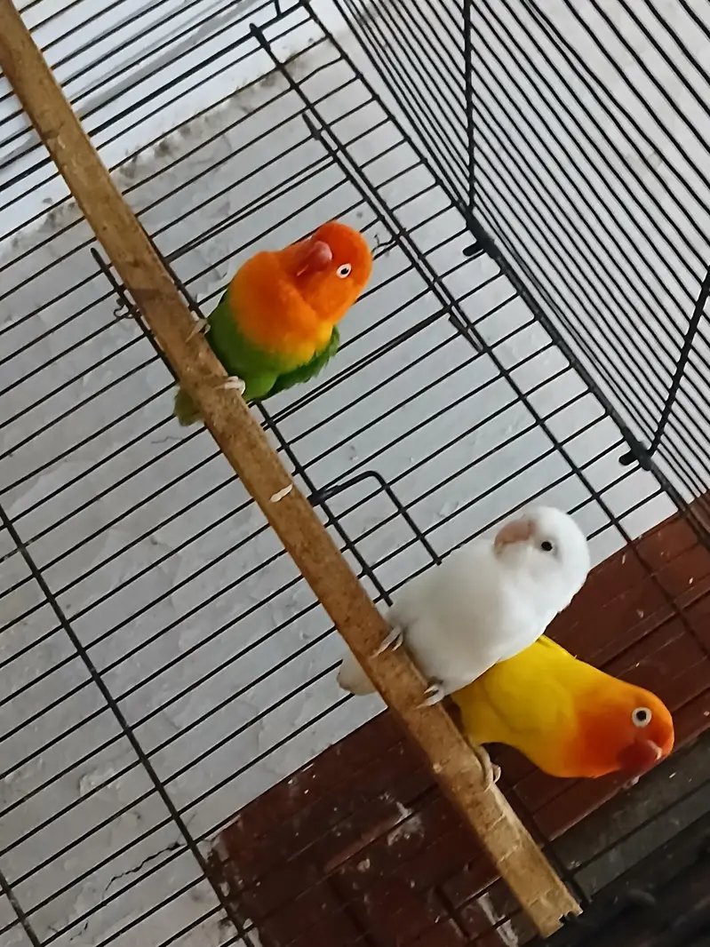 love birds pair — photo 2