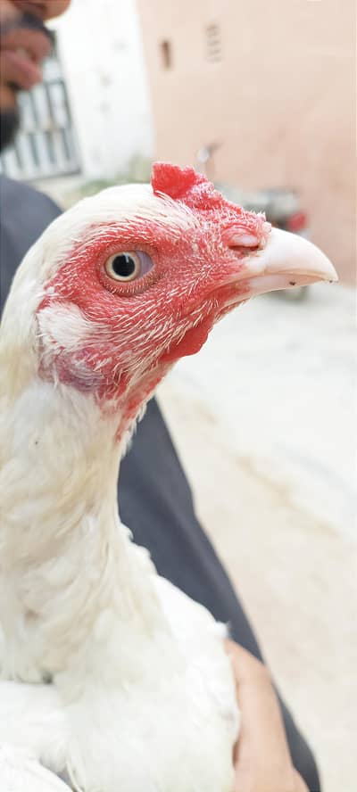 pure Heera female For sale
