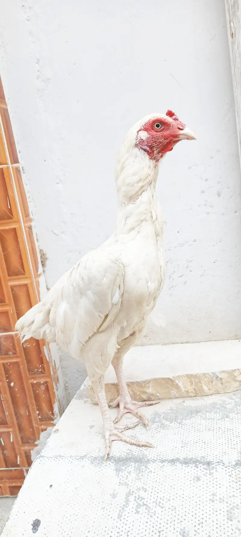 pure Heera female For sale — photo 2