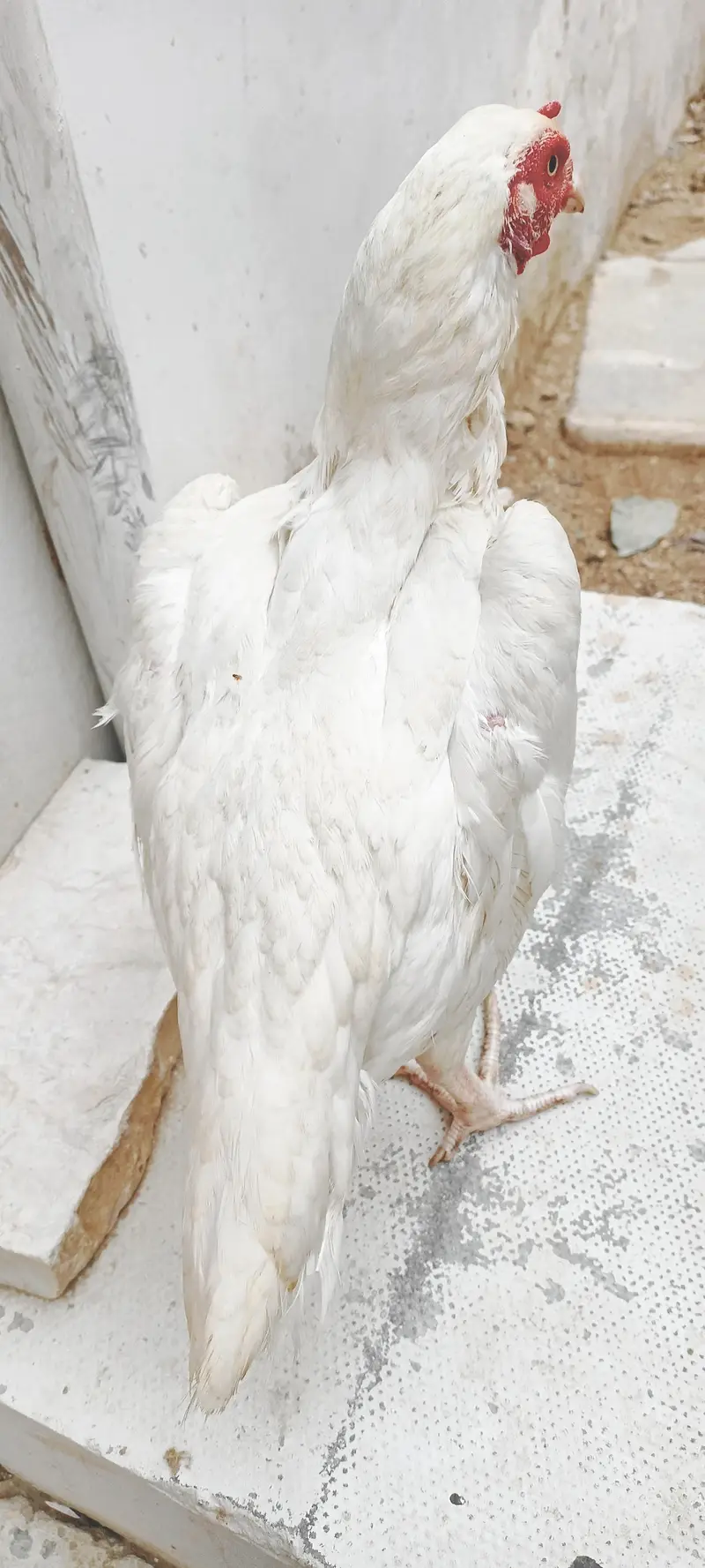 pure Heera female For sale — photo 3