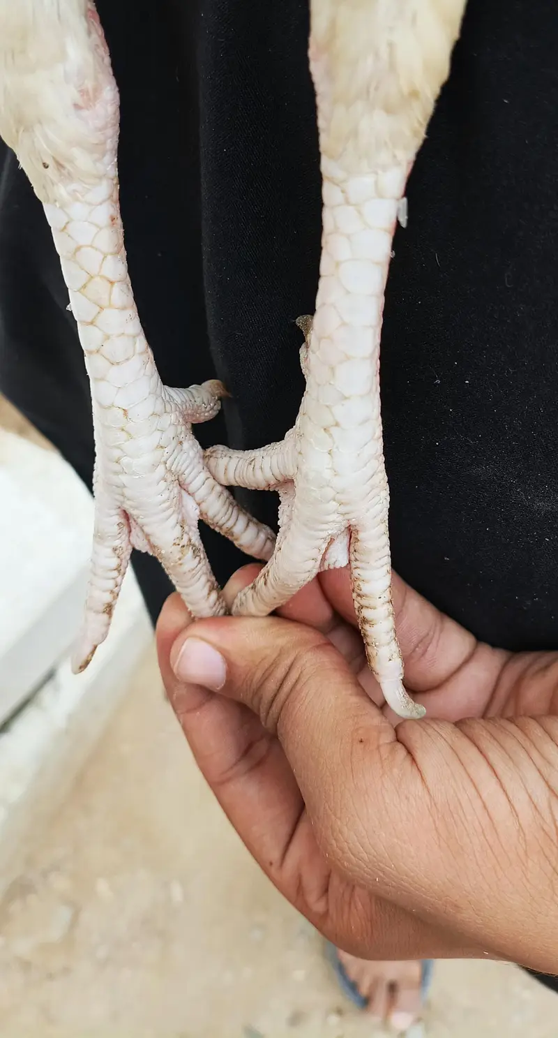 pure Heera female For sale — photo 4