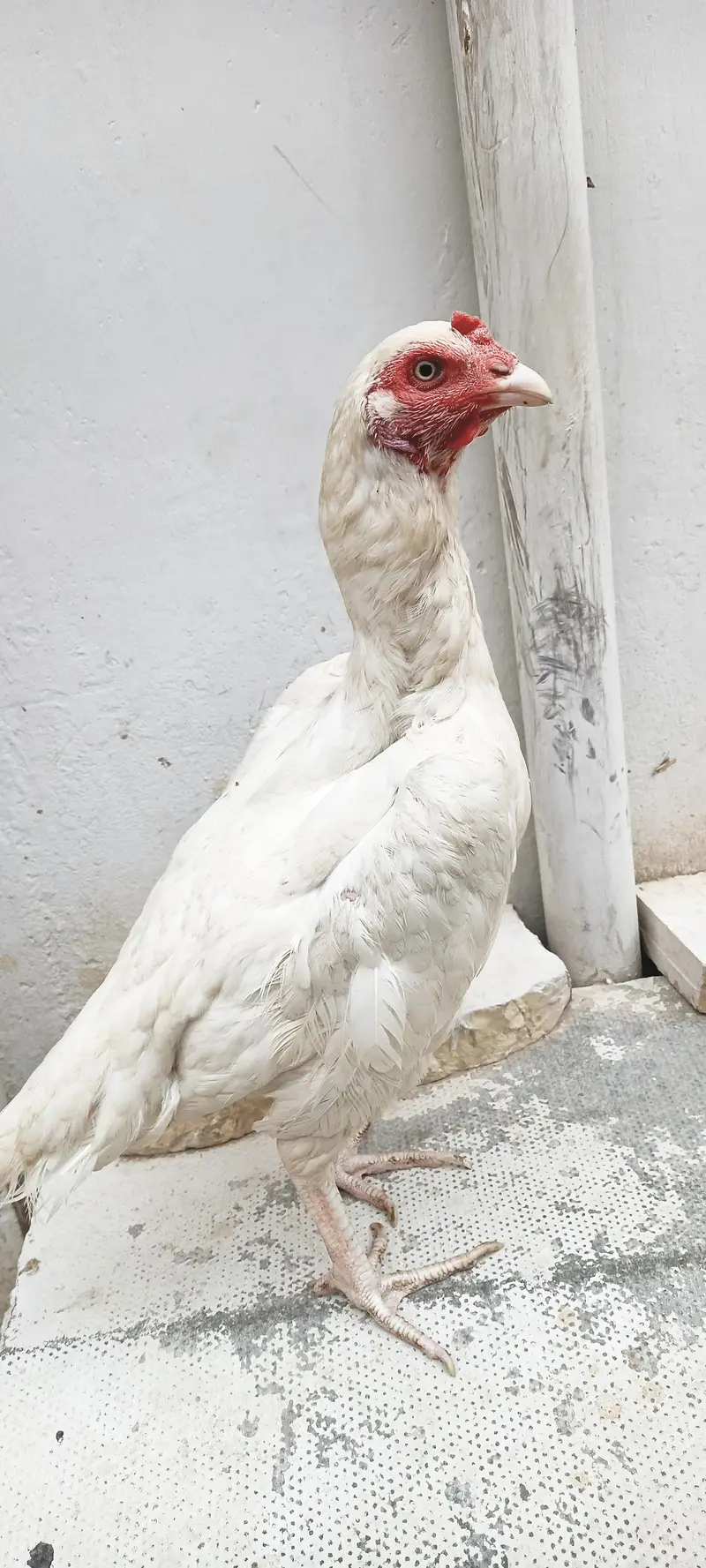 pure Heera female For sale — photo 5