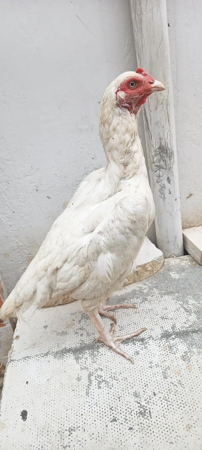 pure Heera female For sale — photo 6