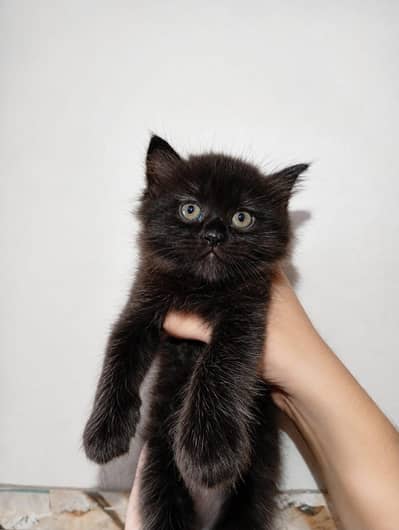 Persian Kitten