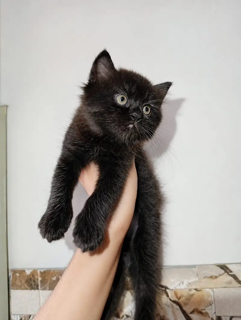 Persian Kitten — photo 2