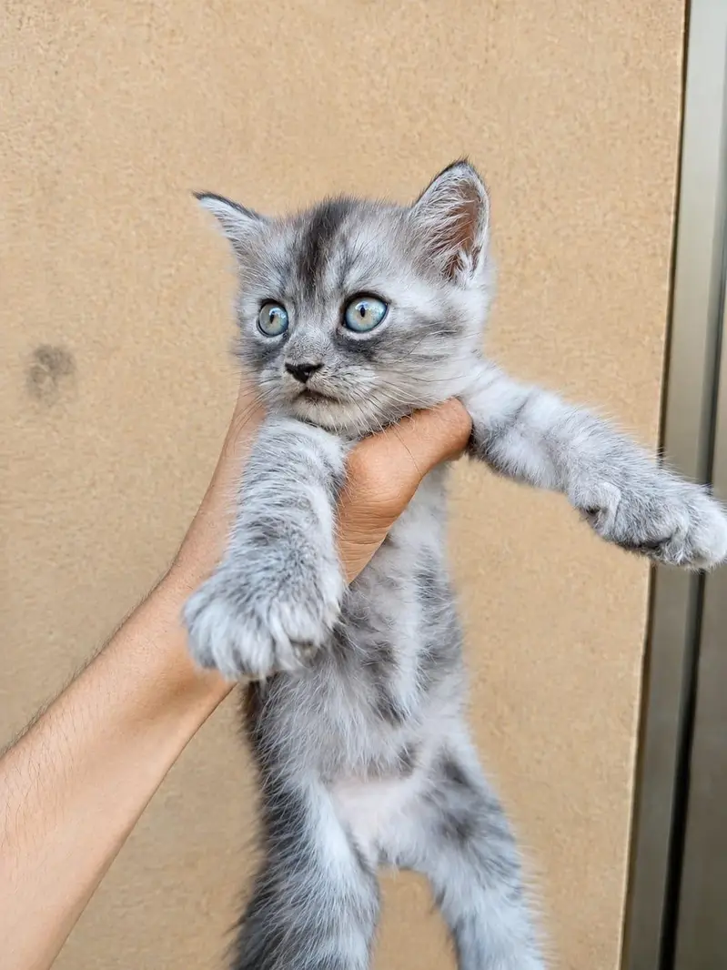 Persian Kitten — photo 3
