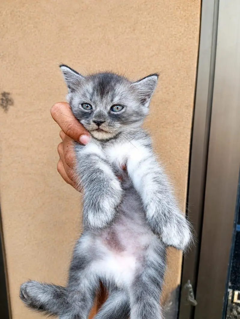 Persian Kitten — photo 4