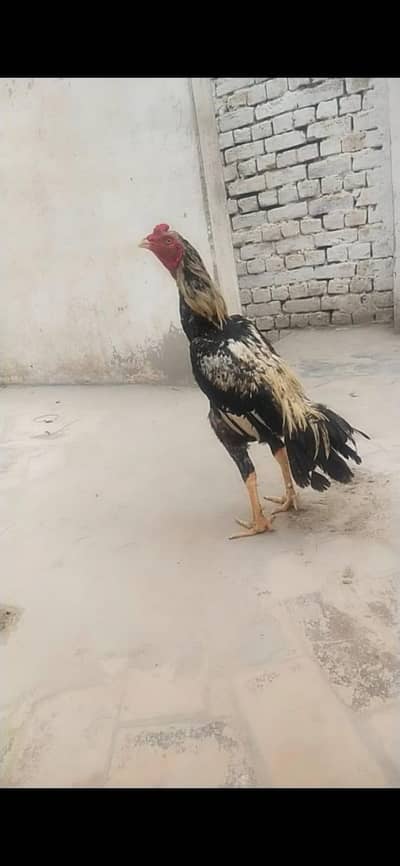 For sale