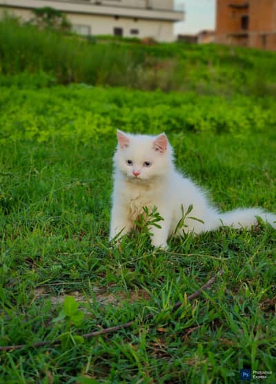Pure Persian Punched Face Kitten