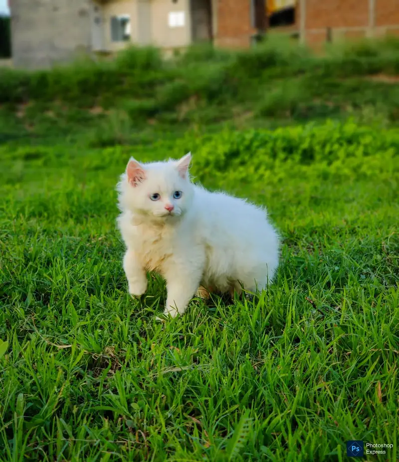 Pure Persian Punched Face Kitten — photo 2