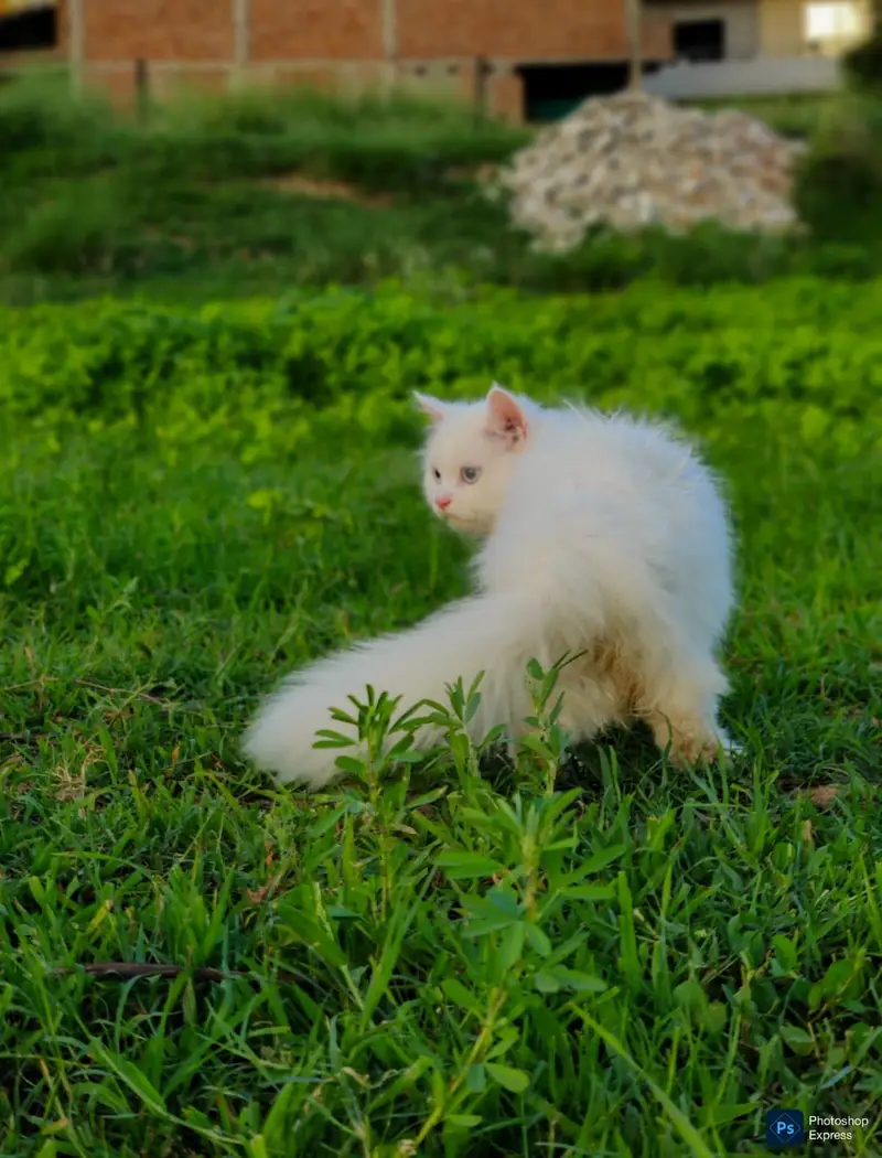 Pure Persian Punched Face Kitten — photo 3