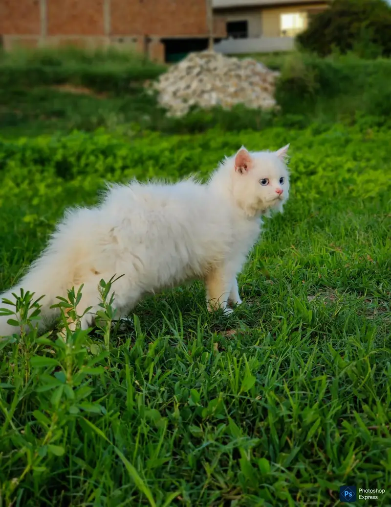 Pure Persian Punched Face Kitten — photo 4