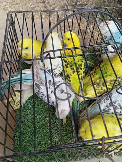 selling buggies parrot TCB 03132324889 what up