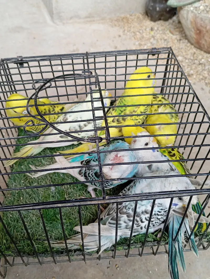 selling buggies parrot TCB 03132324889 what up — photo 2