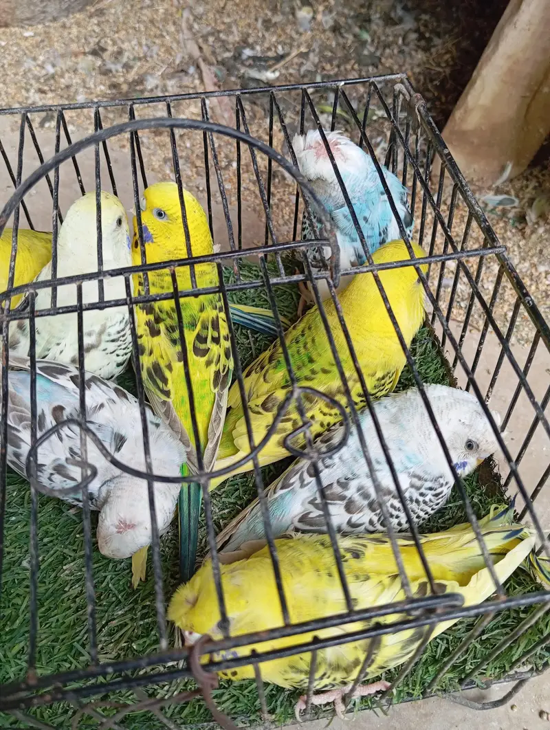 selling buggies parrot TCB 03132324889 what up — photo 3