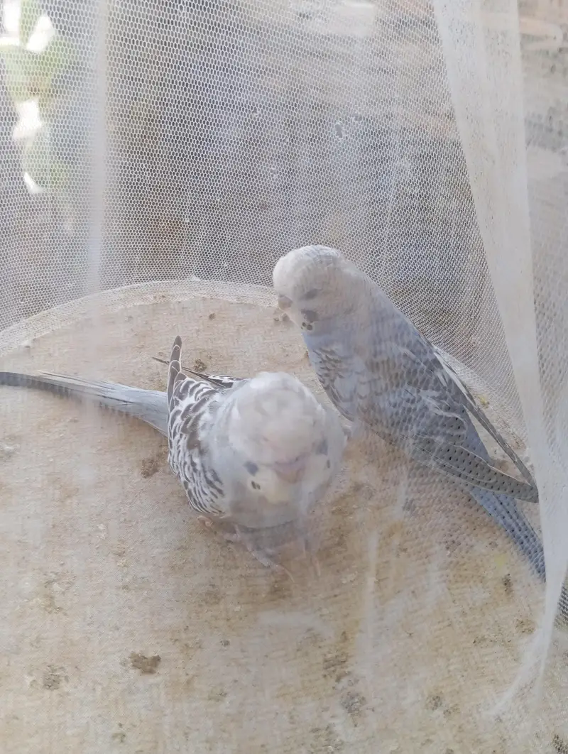 selling buggies parrot TCB 03132324889 what up — photo 4