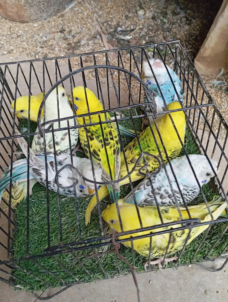 selling buggies parrot TCB 03132324889 what up — photo 5