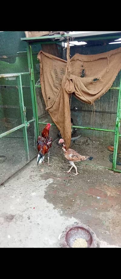 Pure Aseel Murga & Chicks  p