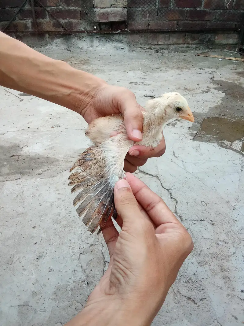 Pure Aseel Murga & Chicks  p — photo 2