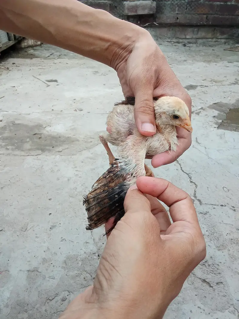 Pure Aseel Murga & Chicks  p — photo 3