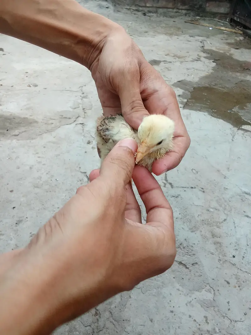 Pure Aseel Murga & Chicks  p — photo 4