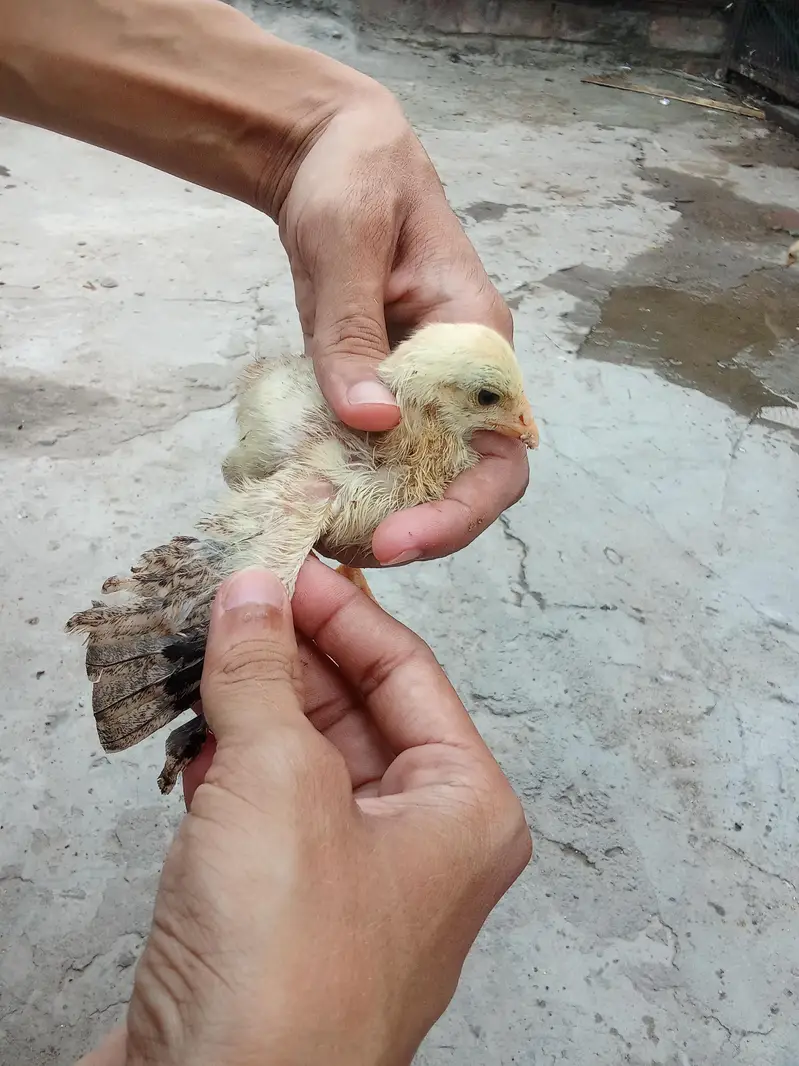 Pure Aseel Murga & Chicks  p — photo 5