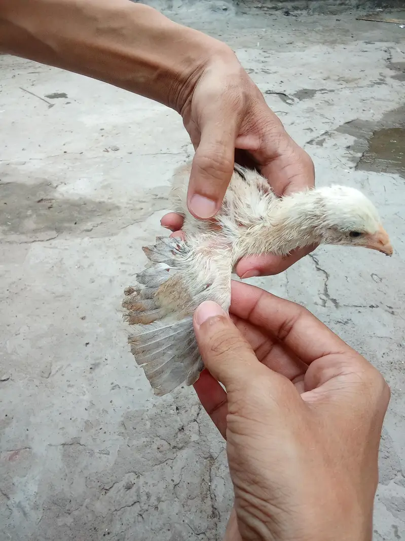 Pure Aseel Murga & Chicks  p — photo 6