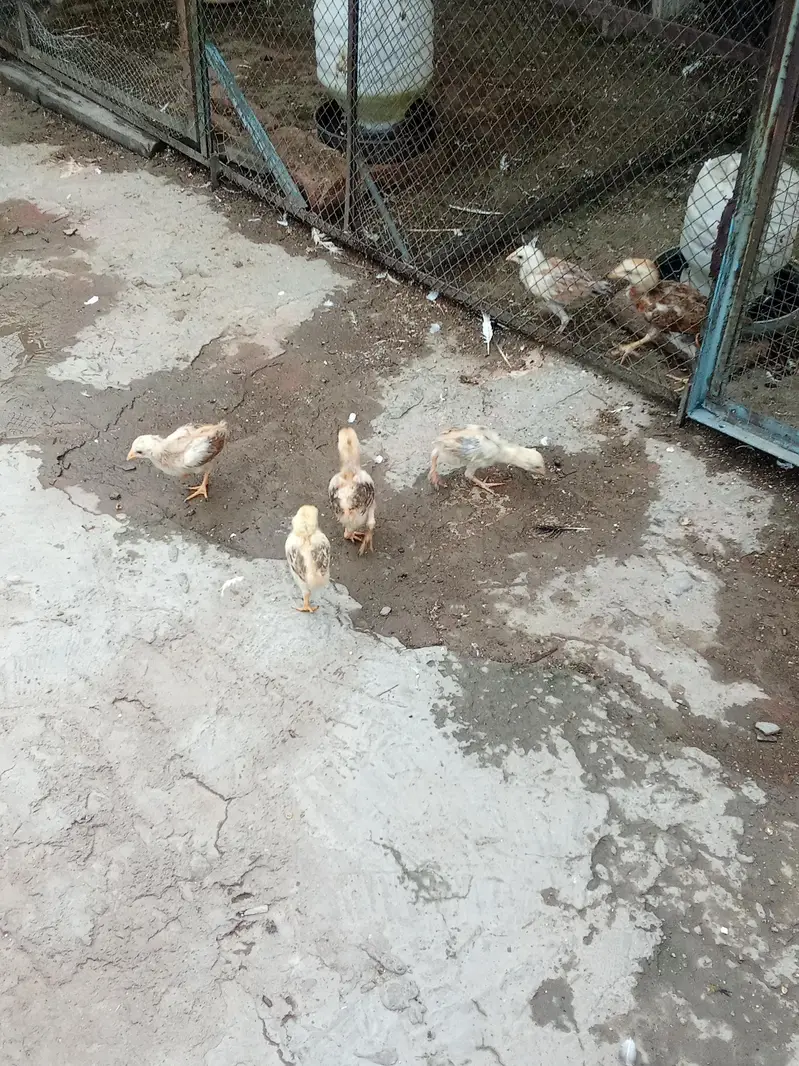 Pure Aseel Murga & Chicks  p — photo 7