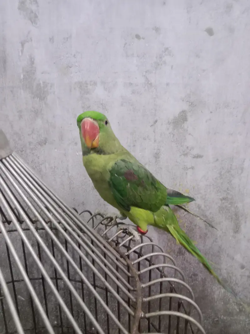 urgent sale karna hai — photo 4