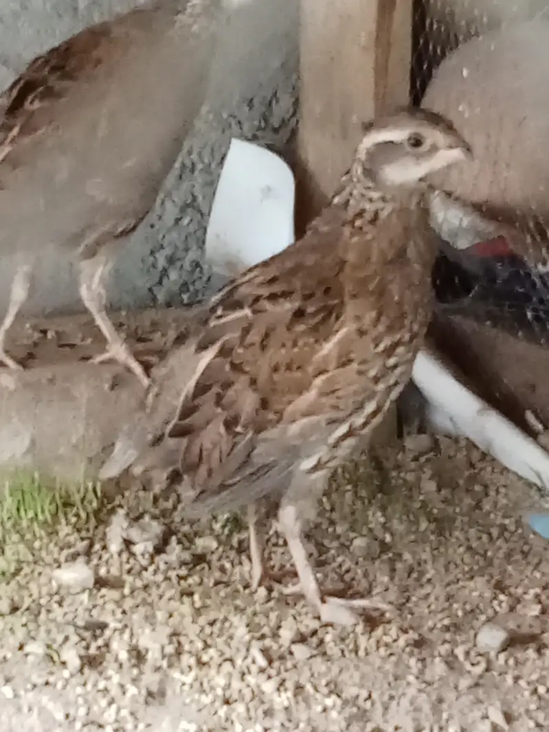 Bob white quail — photo 2