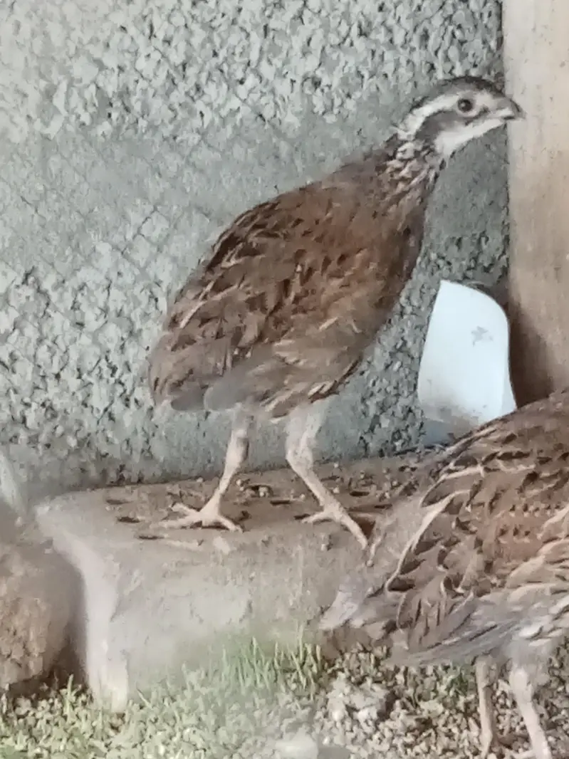 Bob white quail — photo 3