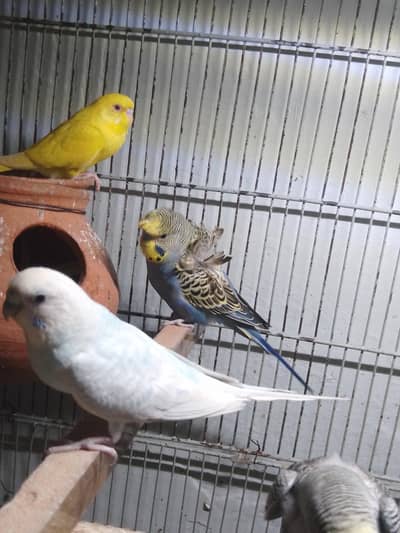 Bugies parrot